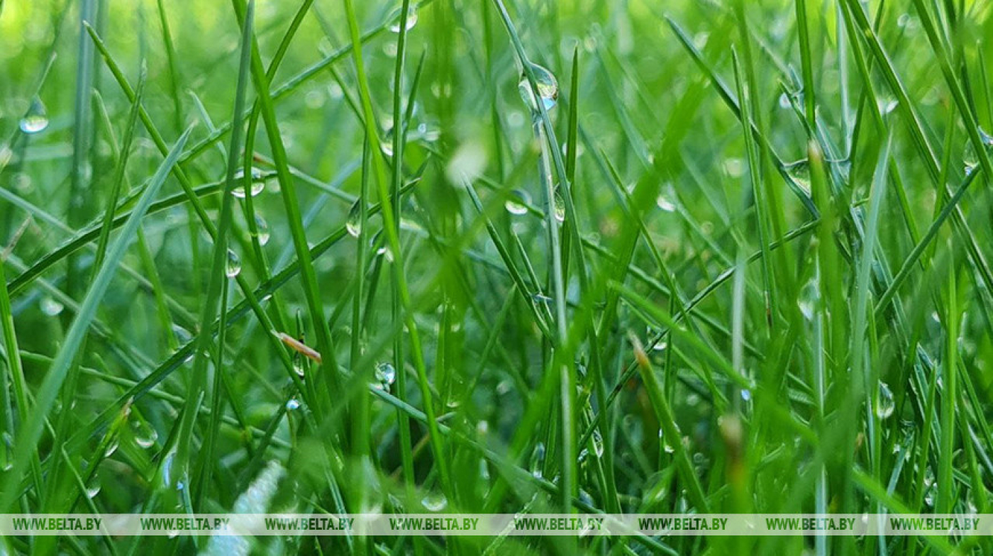 Кратковременные дожди и до +25°С ожидается сегодня в Беларуси