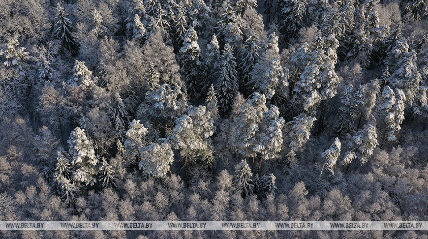 В Беларуси в 2022 году число выявленных фактов причинения вреда окружающей среде возросло в 1,4 раза