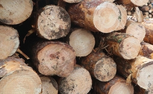 Более 1 млн куб.м древесины планируют заготовить после разработки ветровальных участков в Могилевском лесхозе