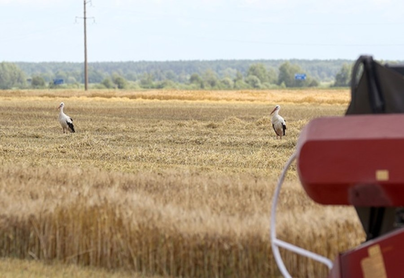 В Беларуси намолотили более 96 тыс. тонн озимого ячменя