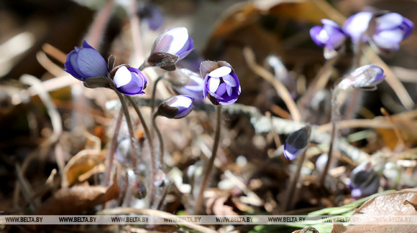 Туман и грозы ожидаются 25 апреля в Беларуси