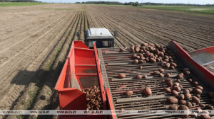 В хозяйствах Беларуси убрали картофель почти с 80% площадей