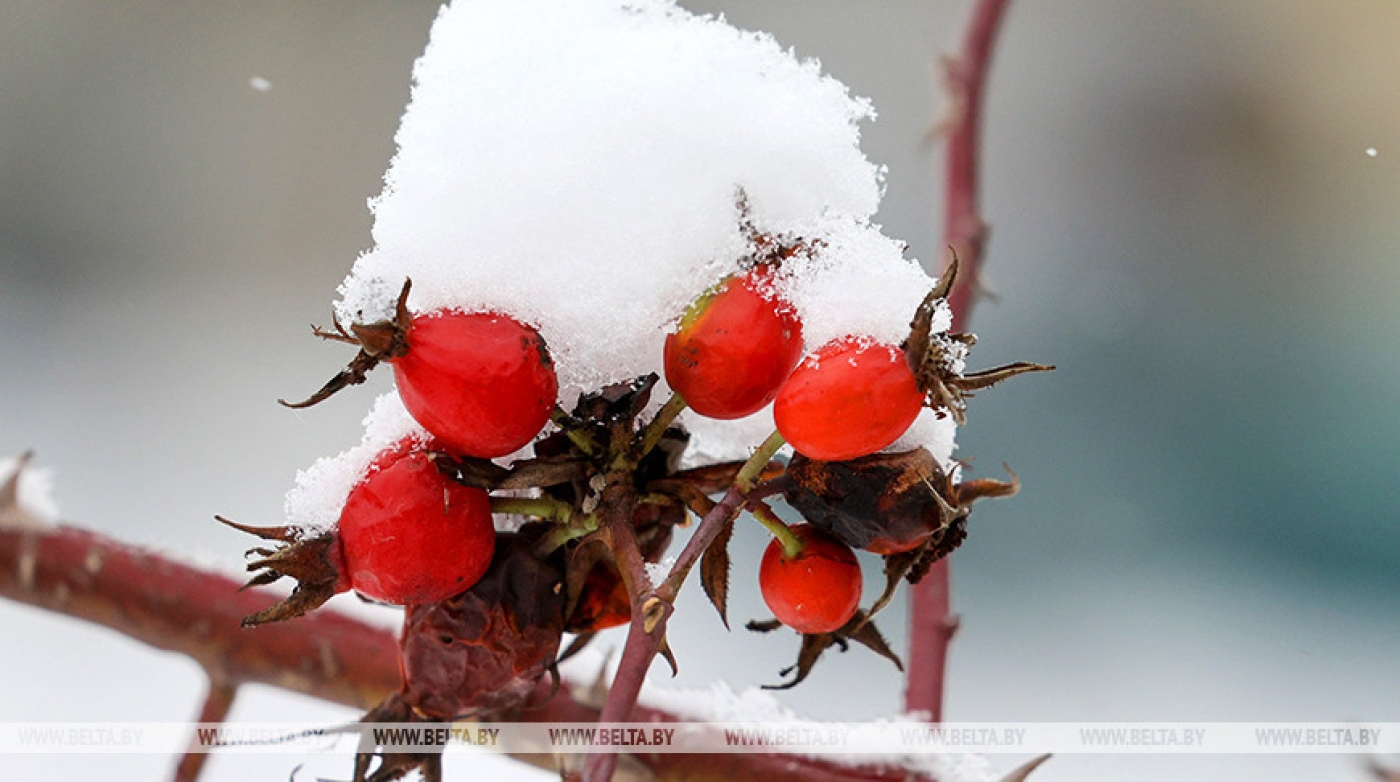 Небольшой снег и гололедицу прогнозируют сегодня в Беларуси
