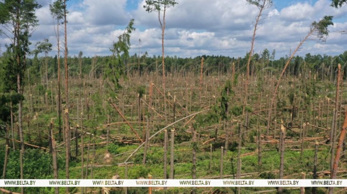 Восстановить поврежденные стихией участки леса планируется до конца 2025 года