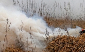 В Беларуси зафиксирован первый в 2025 году трансграничный пожар