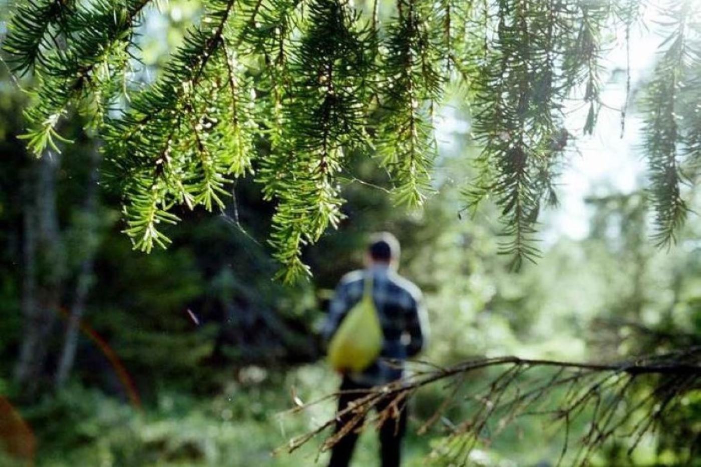 Идя в лес, подумайте о собственной безопасности
