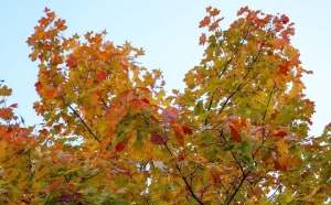 Погода в Беларуси 22 октября: без осадков, местами слабый гололед и туман и от -1 °С до +15 °С