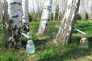 Увага - нарыхтоўка бярозавага соку! 