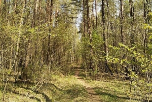 «Зеленым» остался только один район. Ограничения на посещение лесов введены по всей Беларуси