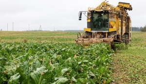 Более 50% площадей сахарной свеклы убрано в Беларуси