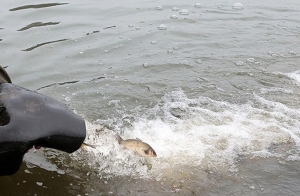 Какие водоемы Беларуси пополнились особями карпа, щуки, толстолобика и сома, рассказали в БООР