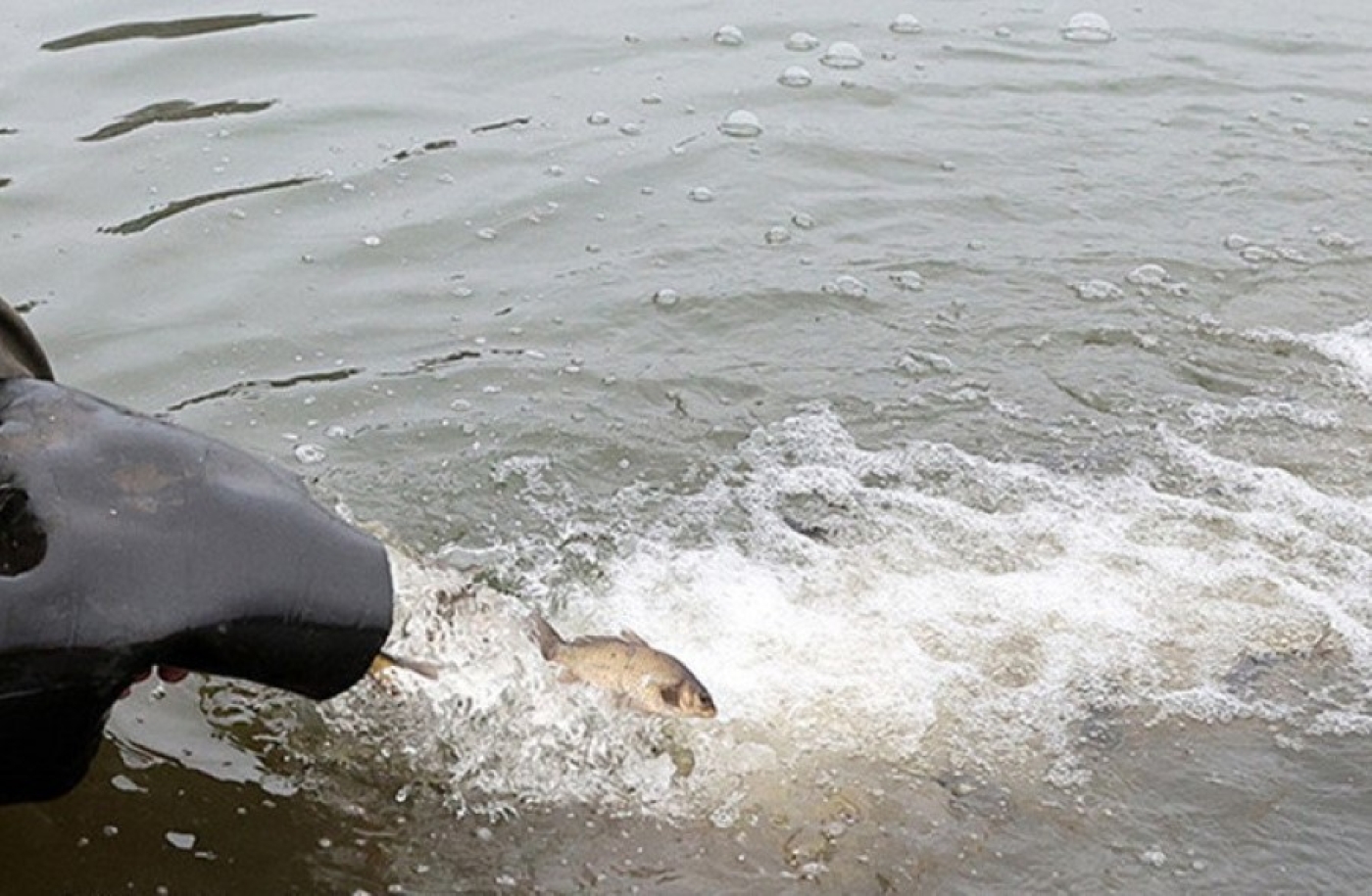 Какие водоемы Беларуси пополнились особями карпа, щуки, толстолобика и сома, рассказали в БООР