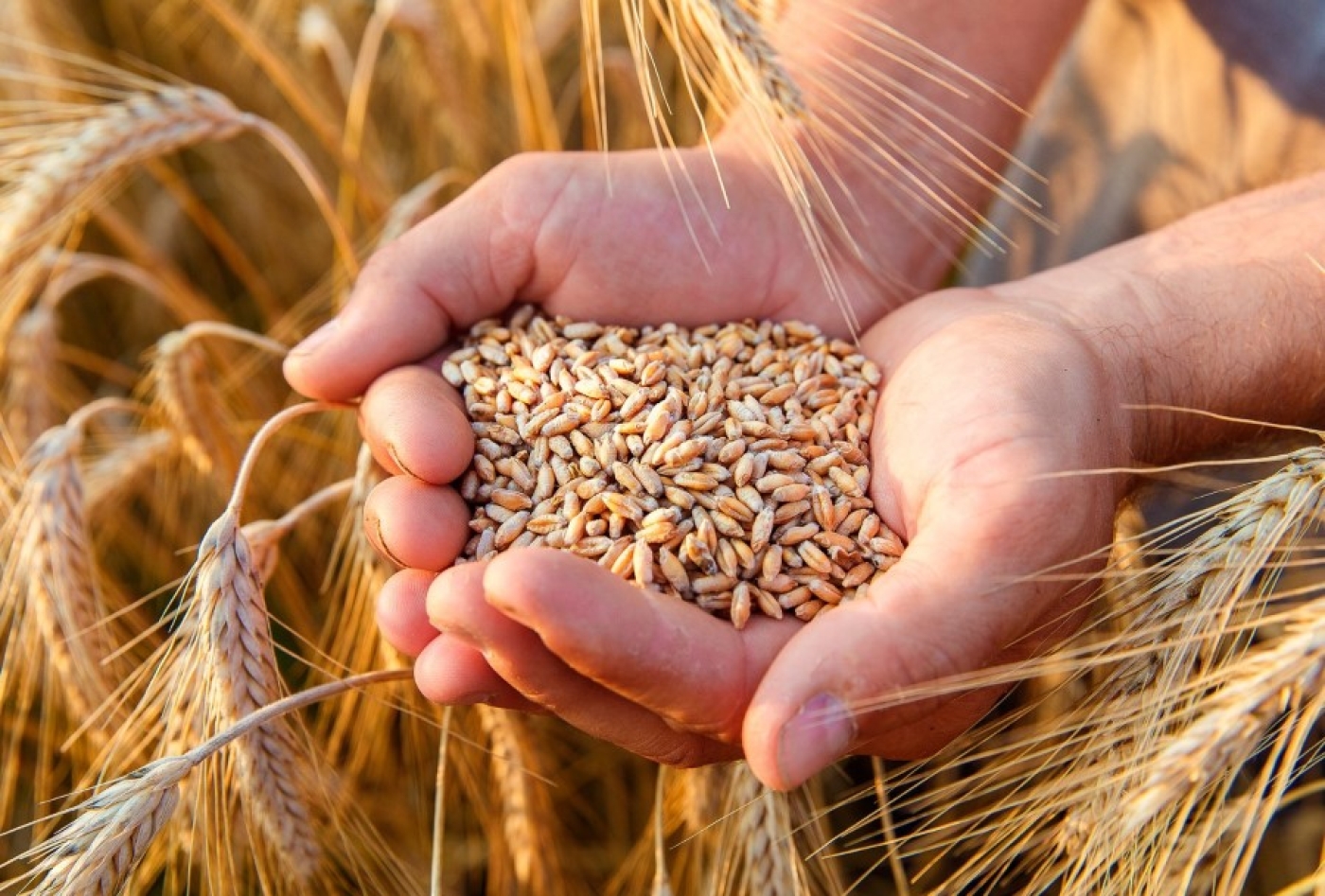 В Беларуси с учетом рапса намолотили более 4 млн тонн зерна