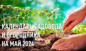 Календарь садовода и огородника на май 2024