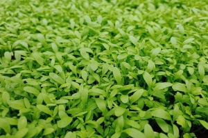 Сентябрьский урожай начинается в июле: что сейчас посеять на пустых грядках