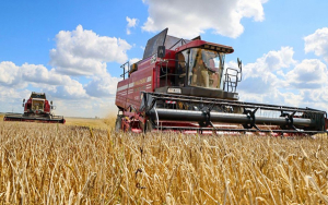 В Беларуси намолотили почти 400 тыс. т озимого ячменя