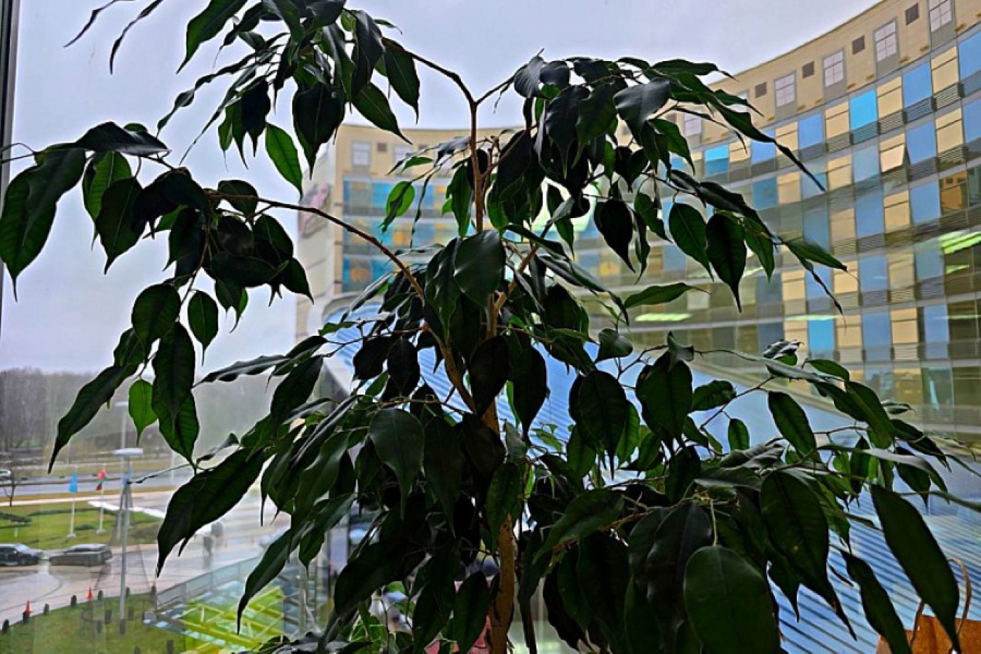 Фикус сбрасывает листья зимой – вот как спасти растение