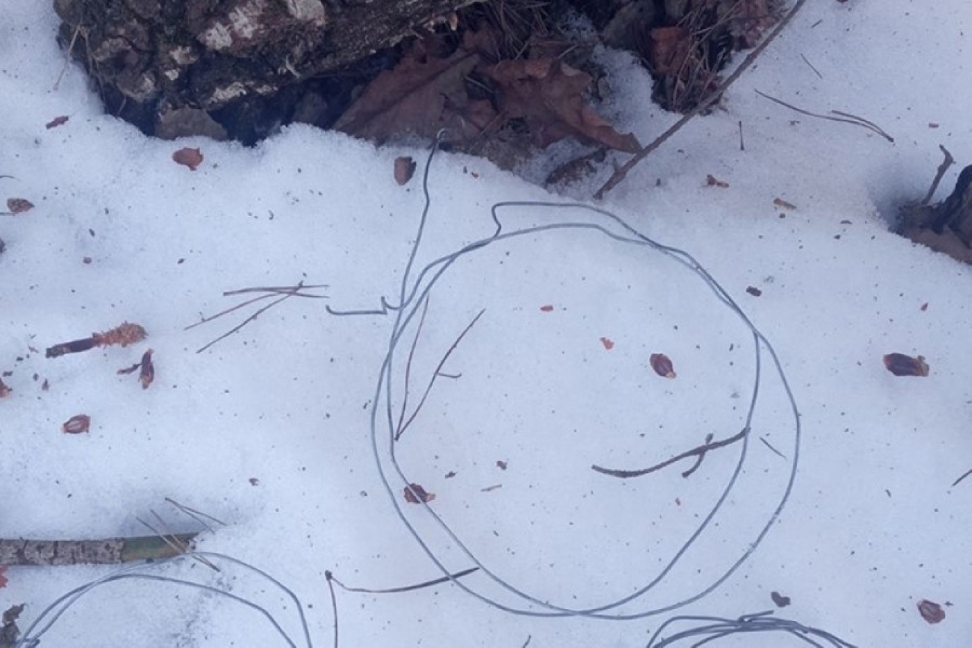 Обрек животных на мучительную гибель. Житель Ивацевичского района охотился на дичь силками