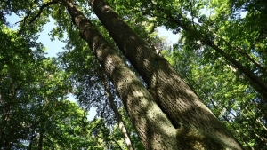 Посещение лесов ограничено на большей части территории Беларуси