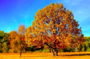 Аномально теплая осень закончилась. Рябов рассказал о погоде на неделе с 17 по 23 ноября