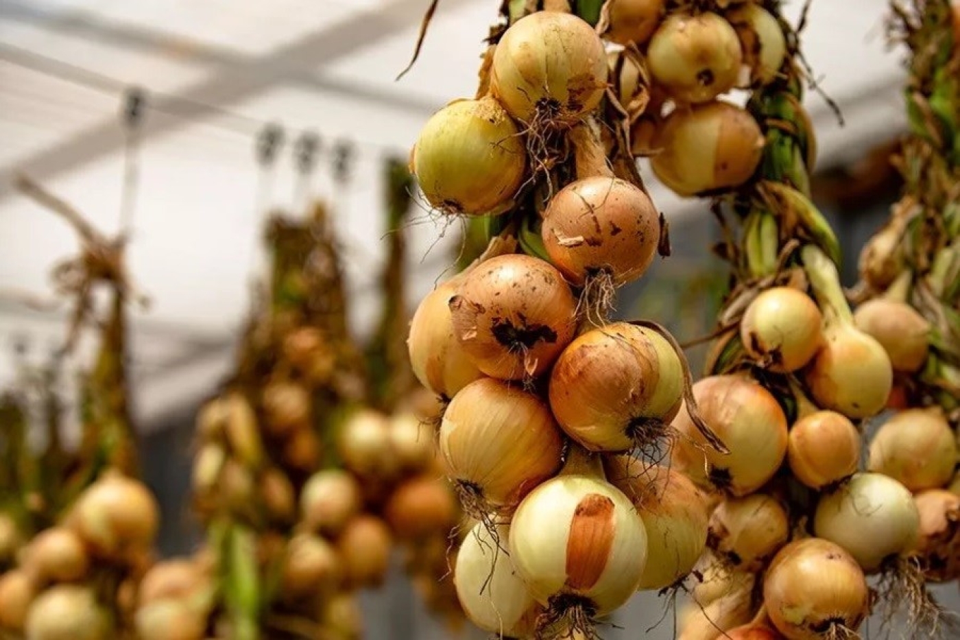 Эти продукты рядом с луком способны уничтожить весь запас на зиму