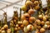 Эти продукты рядом с луком способны уничтожить весь запас на зиму