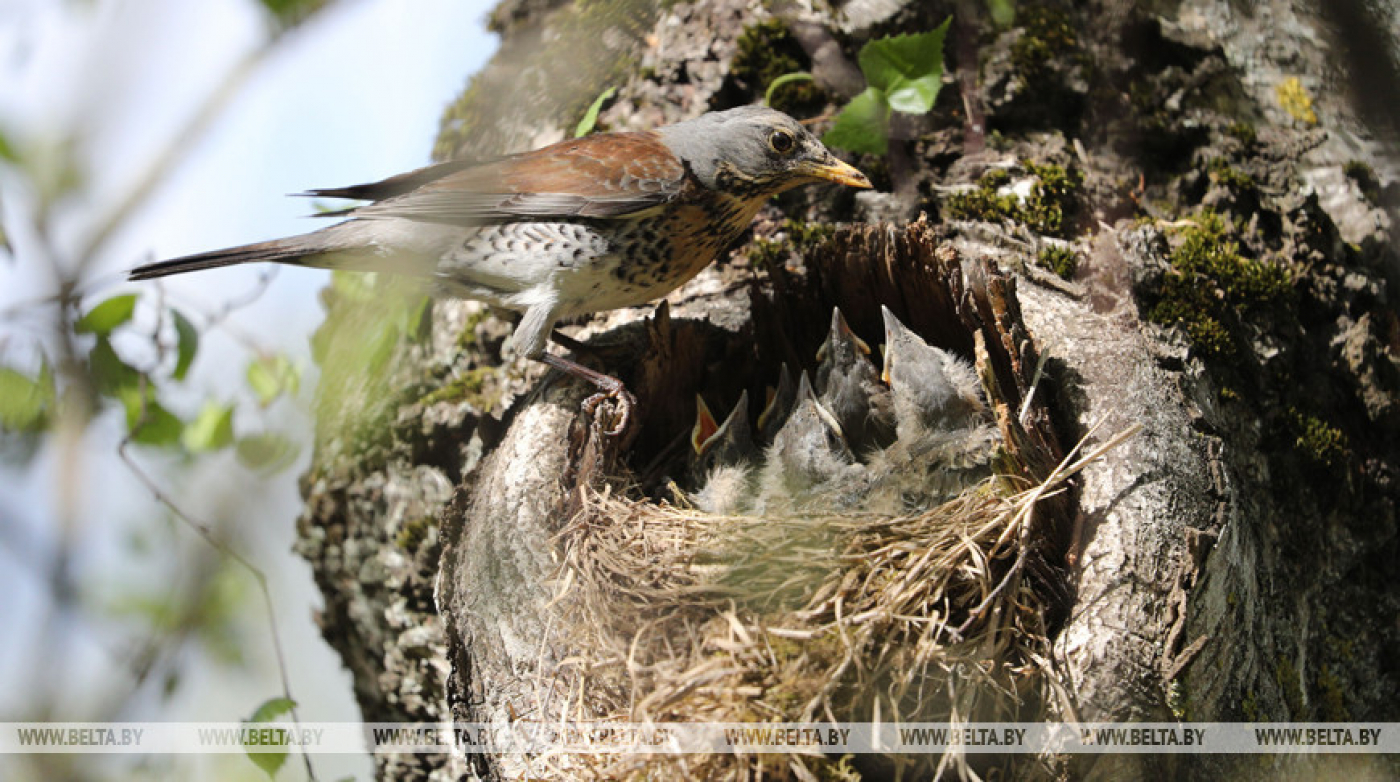 Уничтожение гнезд птиц в Беларуси запрещено с 16 февраля по 14 августа