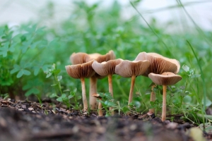 Если на вашем огороде стали расти грибы: важный знак