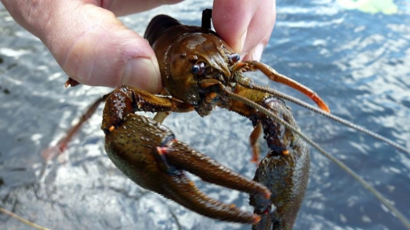 Правила добычи раков