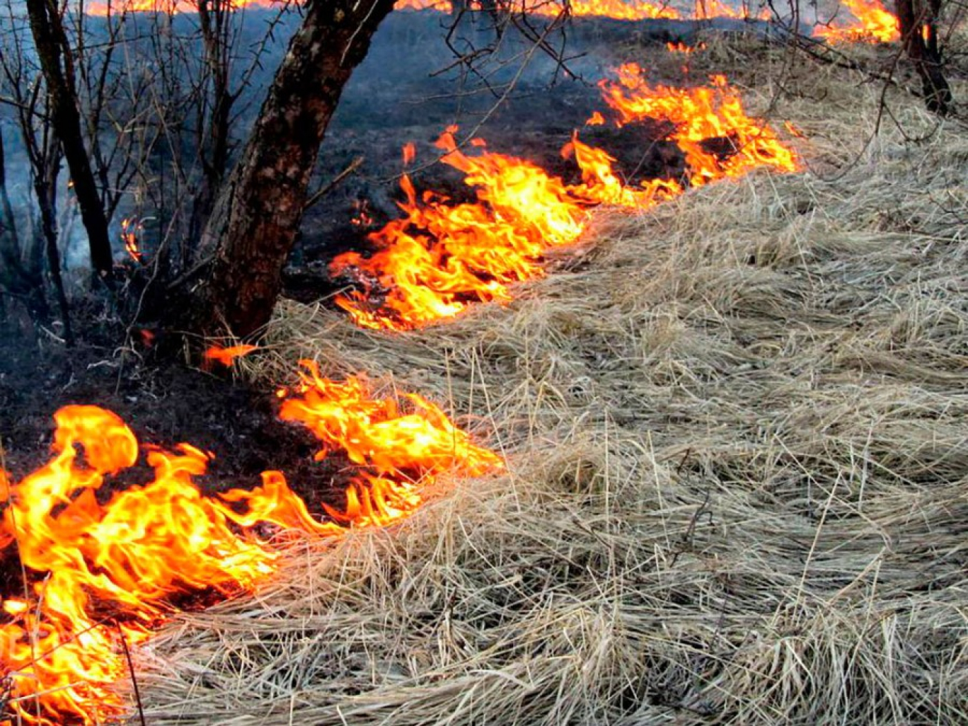 В Минской области уже зарегистрировано 22 случая загорания сухой растительности. Не будьте беспечны!