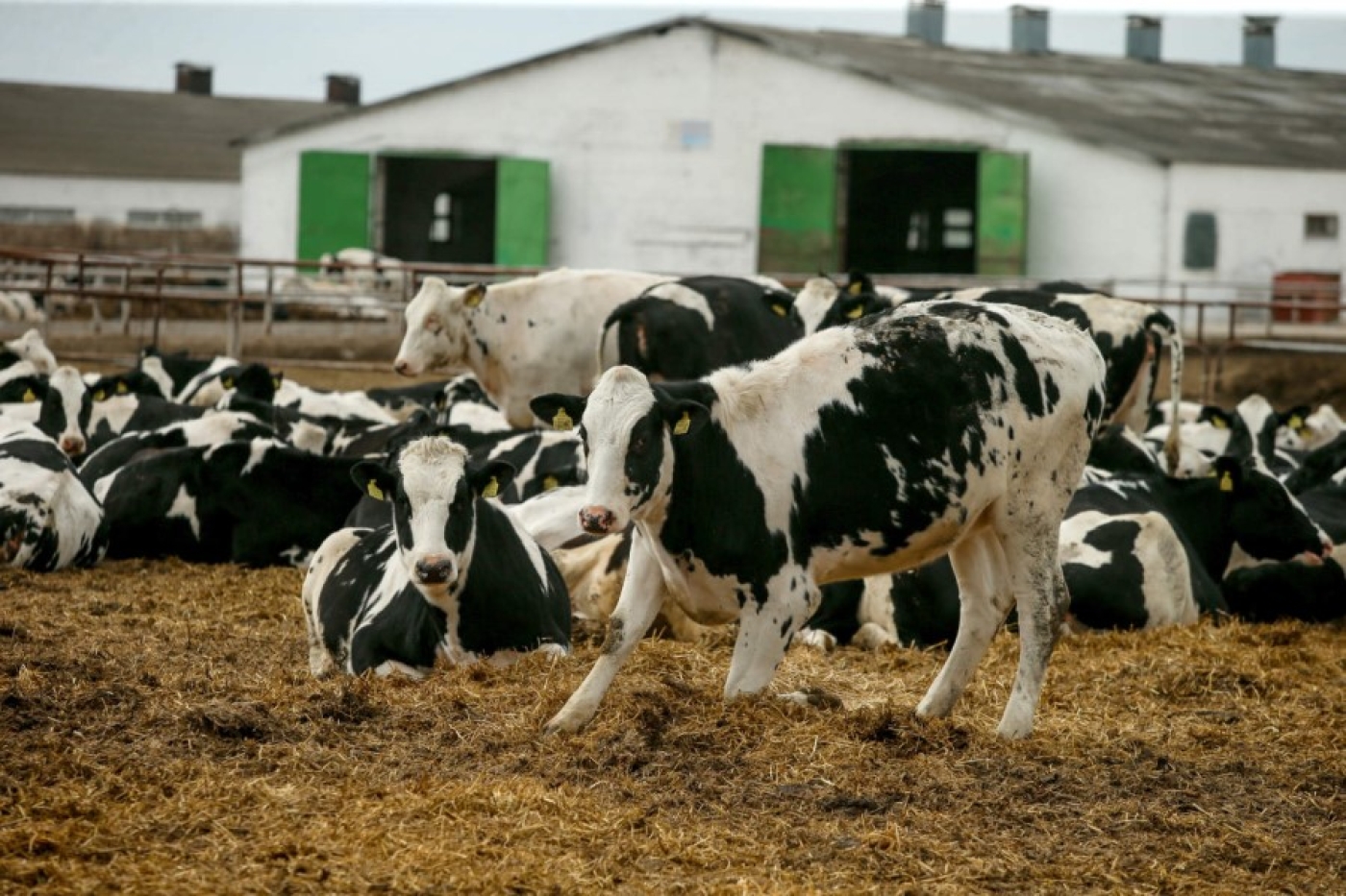 В Беларуси в 2024 году по фактам сокрытия падежа скота возбуждено 295 уголовных дел