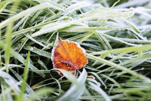 Слабый туман и до +5°С. Что надо знать белорусам о погоде сегодня