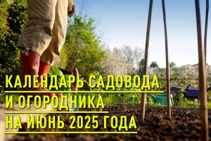Календарь садовода и огородника на июнь 2025