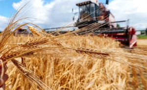 Все ли готовы к жатве? Что выяснил Госконтроль