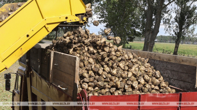 В Беларуси убрали сахарную свеклу с 55% площадей