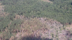 "Масштабных буреломов нет". Кулик осмотрел с воздуха ситуацию со складированием древесины