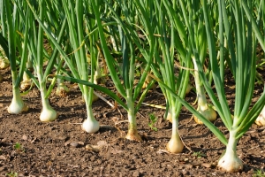 1 стакан на грядку — луковицы растут размером с кулак, перья ярко-зеленые: только рабочая схема полива