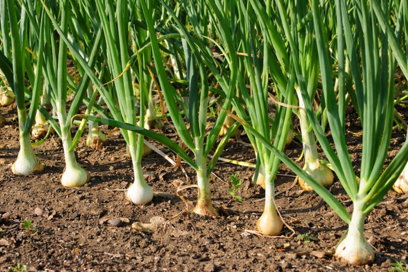 1 стакан на грядку — луковицы растут размером с кулак, перья ярко-зеленые: только рабочая схема полива