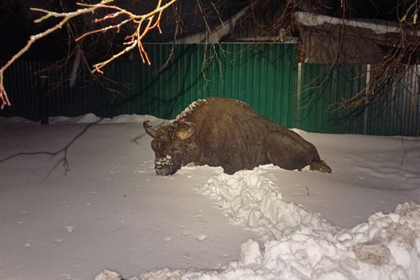 Лег отдохнуть возле гаража, поспал и ушел. Откуда взялся зубр, который пришел в деревню в Осиповичском районе?
