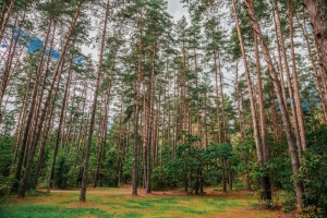 Вопросы поддержания порядка в лесах постоянно находятся в поле зрения КГК Минской области