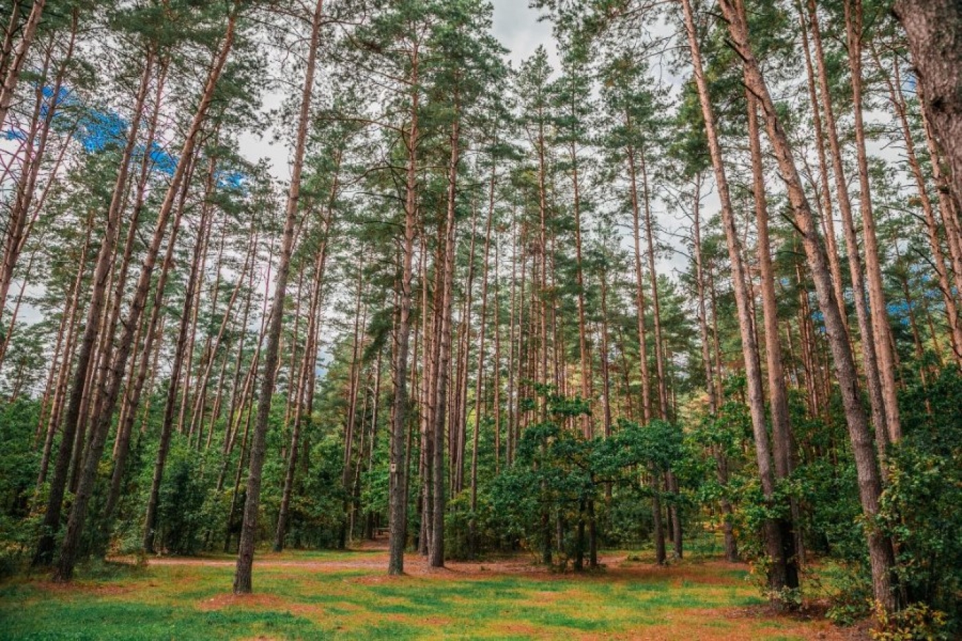 Вопросы поддержания порядка в лесах постоянно находятся в поле зрения КГК Минской области