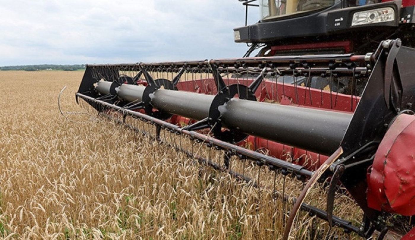 Более 9,7 млн тонн зерна с рапсом и кукурузой намолочено в Беларуси