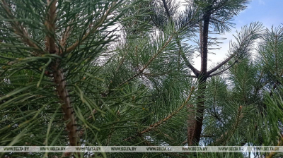 В Беларуси за сутки в лесах заблудились 9 человек