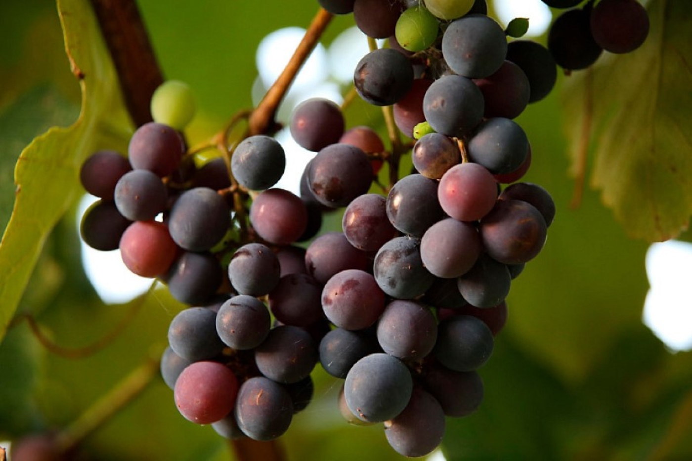 Поливайте виноград этим в июне – попрет как на дрожжах