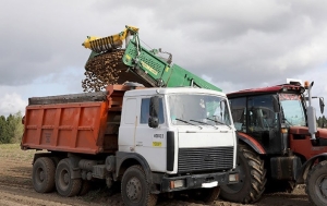 В Беларуси началась уборка картофеля