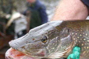 С 1 марта в Беларуси запрещен лов щуки на время нереста