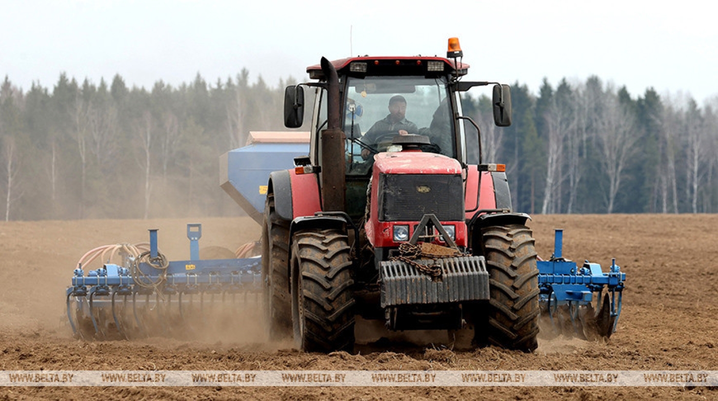 Ранние зерновые и зернобобовые в Беларуси посеяны более чем на половине площадей