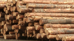 Совмин установил ставки экспортных пошлин на лесоматериалы