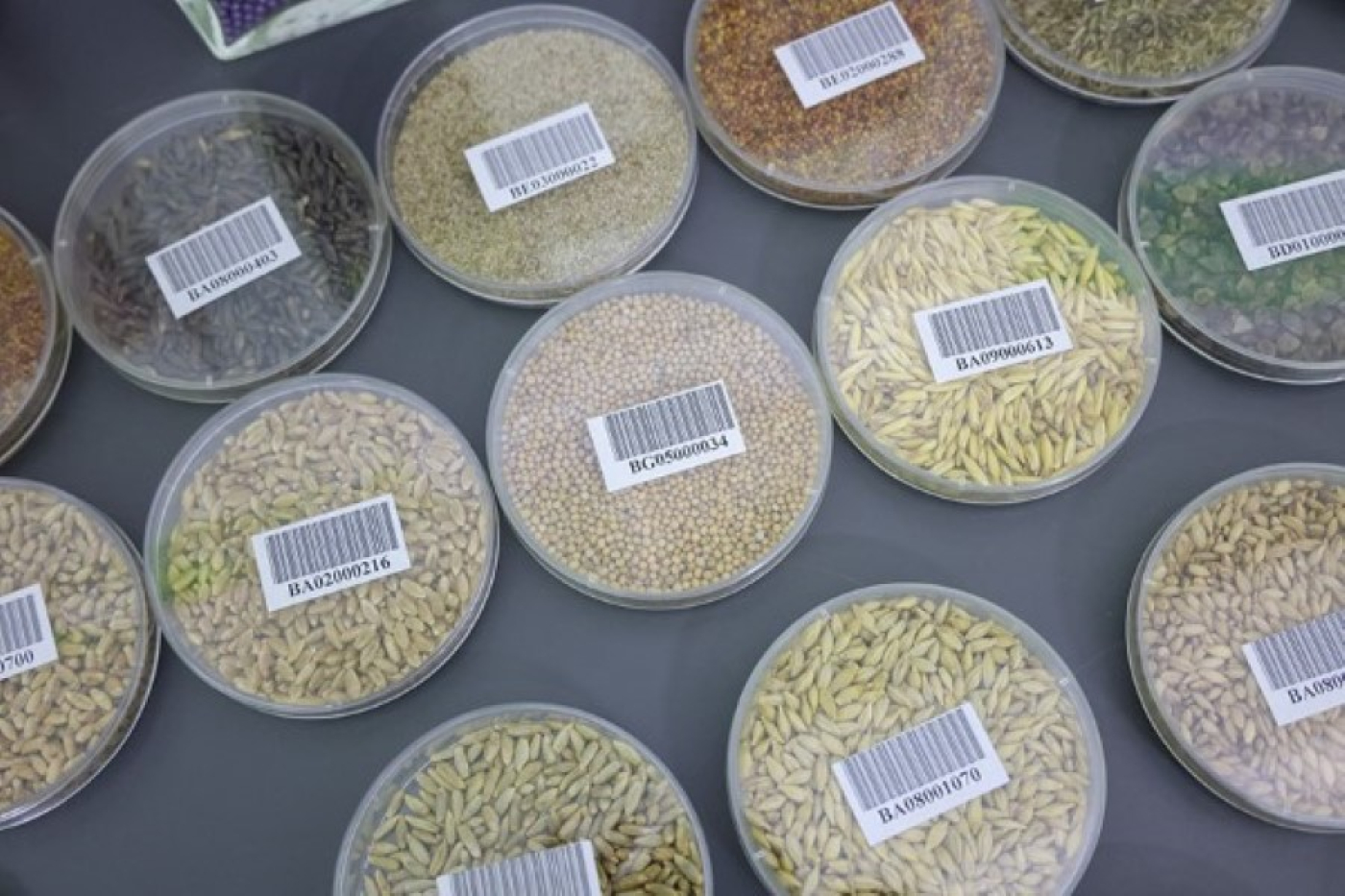 Зерно истины