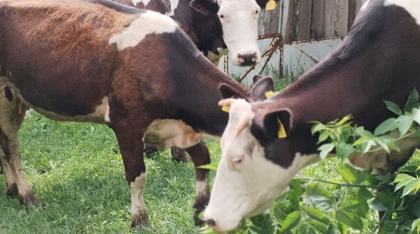 Пенсионерка устроила коровник во дворе многоэтажки под Гомелем